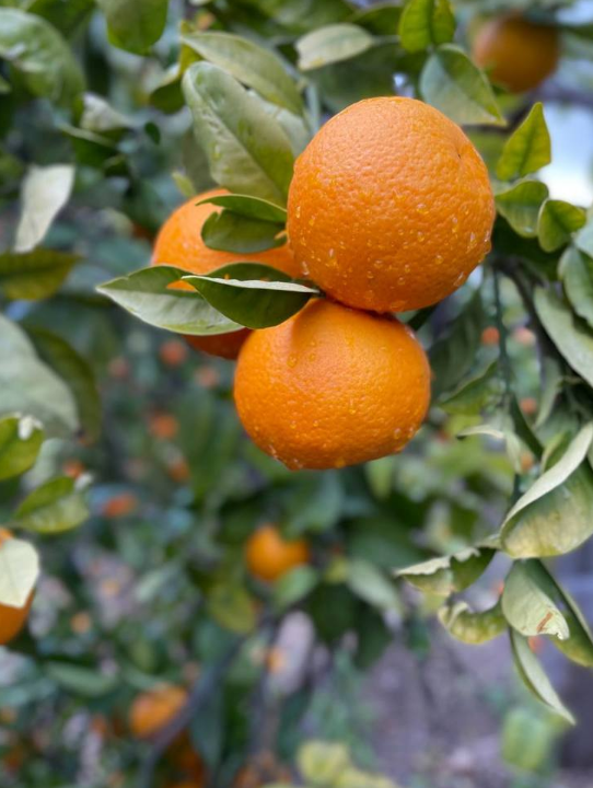 TrueFrame Studios - Image 8