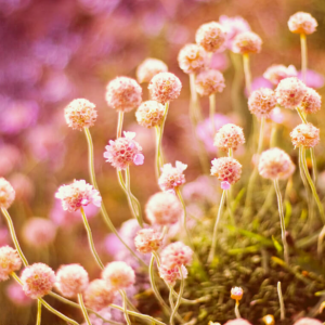 ColorSplash Photography